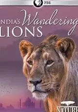 Странствующие львы Индии