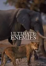 Главные враги: слоны и львы