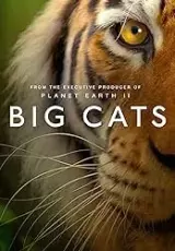 Большие кошки