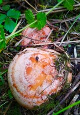 Рыжики. Царство грибов