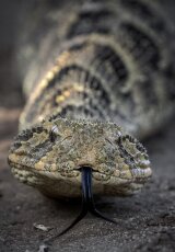 Топ самых опасных змей Австралии!