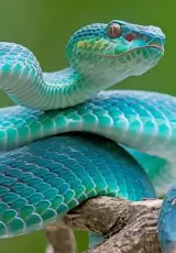 Красота змей