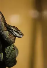 Животный страх: Змеи