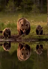 Как выживают медведи. Мир дикой природы