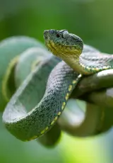 Что нам известно о змеях?