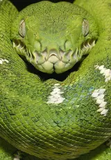 Самые ужасные змеи на планете Земля