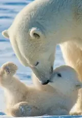 Нашествие полярных медведей