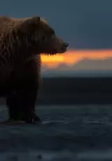 Бурый медведь. Дикая природа Аляски