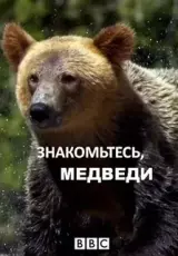 Знакомьтесь: медведи