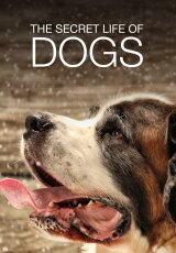 BBC: Секреты собак