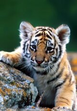 Большие кошки . Таиная жизнь тигров