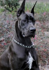 Немецкий дог. Энциклопедия собак