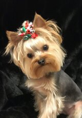 Всё о собаках – Йоркширский терьер