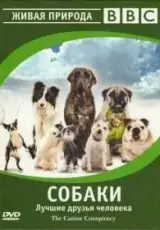 BBC. Собаки