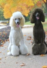 Собаки. Декоративные: Пудель