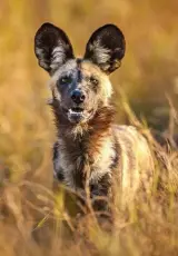 Гиеновидная собака