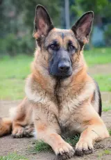 Немецкие овчарки. О породе