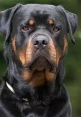 Планета собак. Ротвейлер