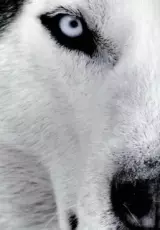 Правда о Собаках