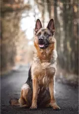 Собаки. Охранные: Немецкая овчарка