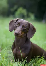 Такса. Планета собак