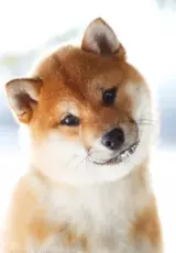 Сиба-Ину мифы и реальность