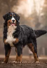 Бернский зенненхунд. Планета собак