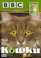 BBC: Кошки