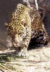 Дикие охотники - Кошки