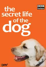 Тайная жизнь собак