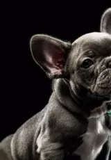 Французский бульдог - чужая собака