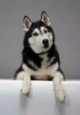 Прежде чем заводить Хаски