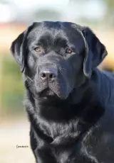 Лабрадор. Фильм о породе