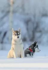 Сибирский хаски. Планета собак