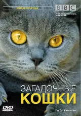 Загадочные кошки