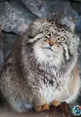 Манул: cвободный степной отшельник