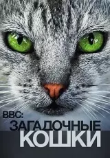 Тайная жизнь кошек