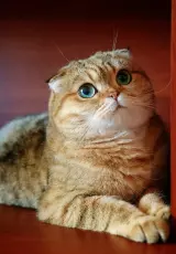 Шотландская вислоухая. Планета кошек