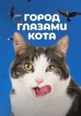 Город глазами кота. Нидерланды