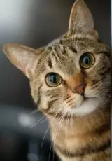 Кошачьи тайны. С точки зрения кошек