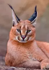 Дикие охотники - Кошки