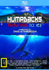 Горбатые киты. Из огня в лёд
