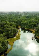 Амазонка: плавающий лес