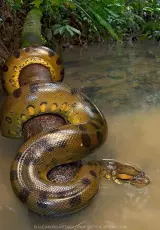 Самые Опасные Животные. Амазония