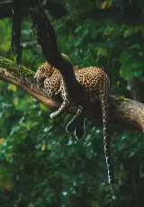 Амазонка. Колыбель жизни