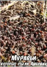 Муравьи, которые съели Америку