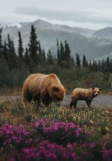 Дикая природа России. Cибирь