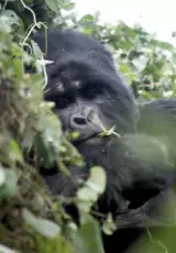 Борьба за выживание – Горная горилла