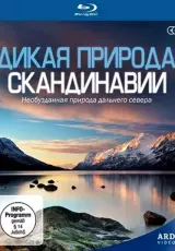 Дикая природа Скандинавии: Исландия