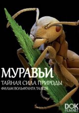 Муравьи. Тайная сила природы